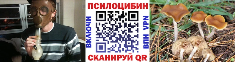 Купить  Дубовка  Галлюциногенные грибы MAGIC MUSHROOMS 